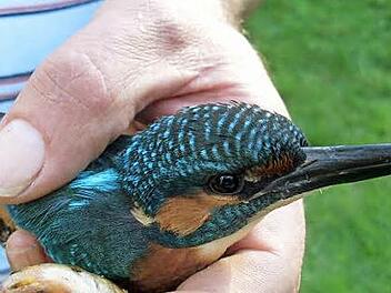 Der Eisvogel war auf eine Scheibe geprallt und musste vom Vogelverein wieder aufgepäppelt werden. Foto: privat
