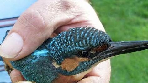 Der Eisvogel war auf eine Scheibe geprallt und musste vom Vogelverein wieder aufgepäppelt werden. Foto: privat