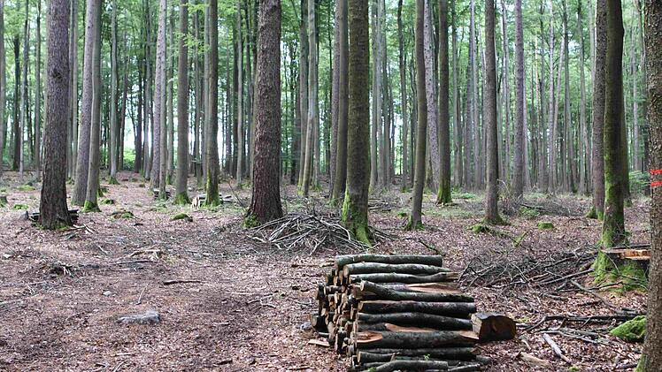 Aufgeräumt! Das sollte eigentlich alles im Wald als Totholz bleiben! Foto: Thomas Dill