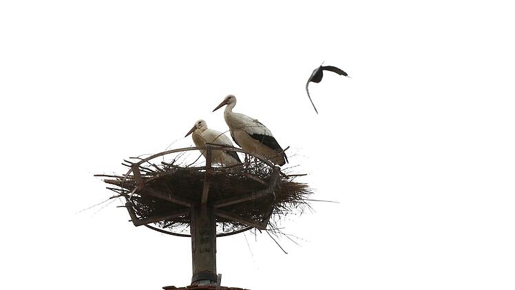Vor wenigen Tagen sind wieder Störche auf dem Mönchsturm gelandet. Foto: Christian Fenn