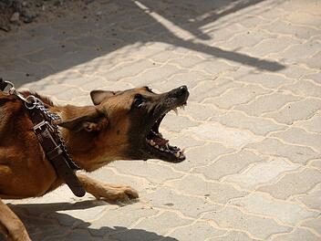 Hund attackiert 11-Jährigen