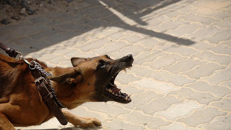 Hund attackiert 11-Jährigen
