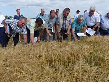 Besichtigt wurde bei der Braugerstenrundfahrt der 1,38 Hektar umfassende Schlag Melm mit der Sorte Solist von Günther Kolb in Thurnau-Lochau. Ein Bestand, der sich sehen lassen kann, wie die Experten meinten. Foto: Klaus-Peter Wulf