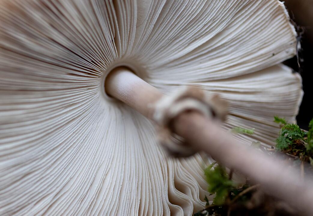Ausstellung "Pilze"