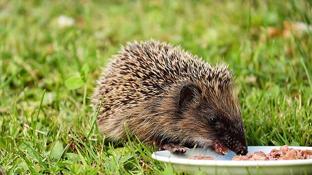 Igel leiden unter Hitze und Trockenheit