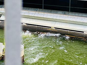 Bamberg: Wie wird auf den Unteren Mühlen Wasserkraft genutzt? Jubiläumsführung klärt auf Bamberg: Wie wird auf den Unteren Mühlen Wasserkraft genutzt? Jubiläumsführung klärt auf