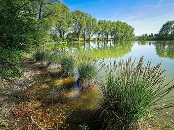 Weiher