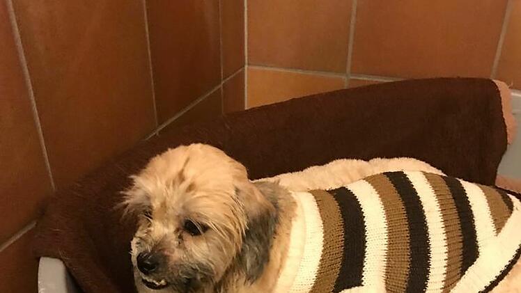 Tierheim Hof: Tierschützer befreien völlig verwahrloste Hunde aus Messiewohnung