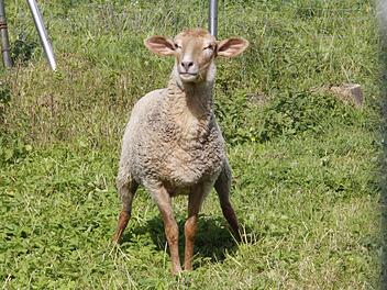 Nähert sich jemand dem Gehege, wirkt das zugelaufene Schaf immer noch sehr scheu. Fotos: Josef Hofbauer