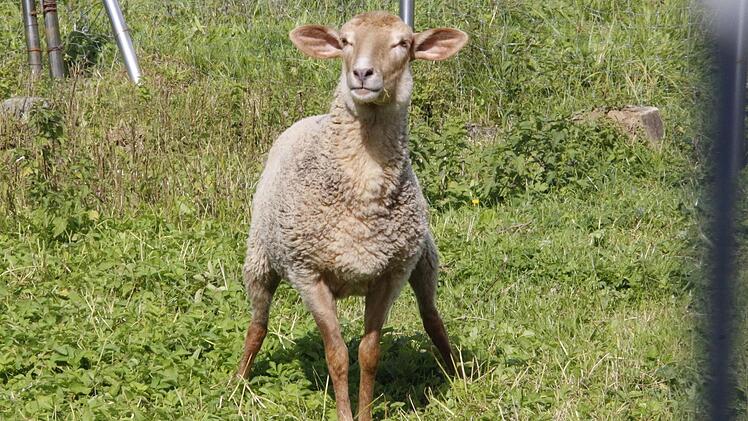 Nähert sich jemand dem Gehege, wirkt das zugelaufene Schaf immer noch sehr scheu. Fotos: Josef Hofbauer