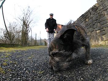Willi lief an der Leine entlang der Stadtmauer. Das hätte er gar nicht gemusst. Wenn eine Kommune eine Anleinpflicht erlässt, dann gilt die nicht pauschal auch für kleine Hunde. Die Stadt Münnerstadt möchte nun eine neue Hundeverordnung  erlassen. Foto: Archiv/Thomas Malz