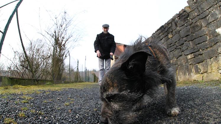 Willi lief an der Leine entlang der Stadtmauer. Das hätte er gar nicht gemusst. Wenn eine Kommune eine Anleinpflicht erlässt, dann gilt die nicht pauschal auch für kleine Hunde. Die Stadt Münnerstadt möchte nun eine neue Hundeverordnung  erlassen. Foto: Archiv/Thomas Malz