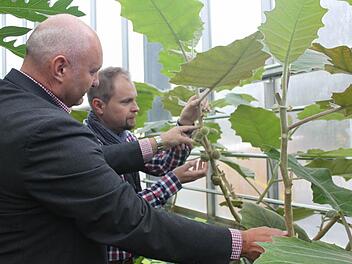 Die Lulo wächst derzeit im Tropenhaus in Kleintettau. Derzeit untersucht die Uni Bayreuth auch den Anbau dieser Pflanze. Für Peter Ebertsch (links) und Ralf Schmitt steht fest, dass die Lulo auch ein Thema bei der Klimapartnerschaft mit Acevedo sein wird.  Foto: Veronika Schadeck