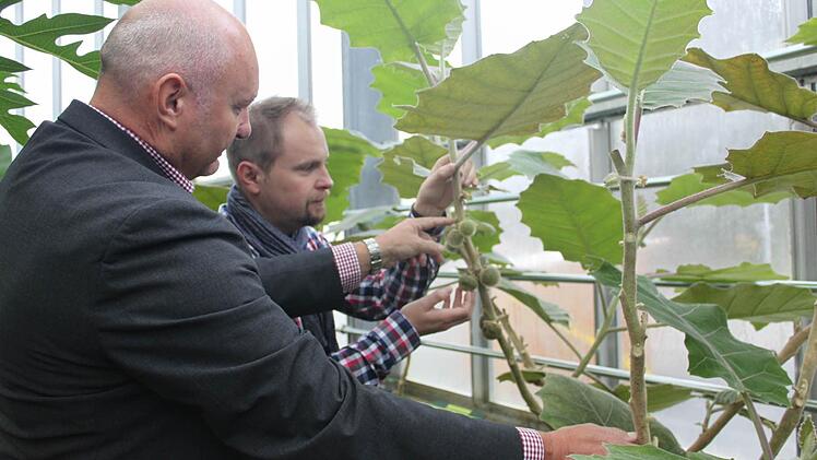 Die Lulo wächst derzeit im Tropenhaus in Kleintettau. Derzeit untersucht die Uni Bayreuth auch den Anbau dieser Pflanze. Für Peter Ebertsch (links) und Ralf Schmitt steht fest, dass die Lulo auch ein Thema bei der Klimapartnerschaft mit Acevedo sein wird.  Foto: Veronika Schadeck