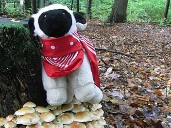 Lecker: Lamm mit Pilzen! Die Rhönschnuppe war bei ihrer letzten Extratour auf dem Königsweg in Bad Brückenau unterwegs.Joachim Rübel