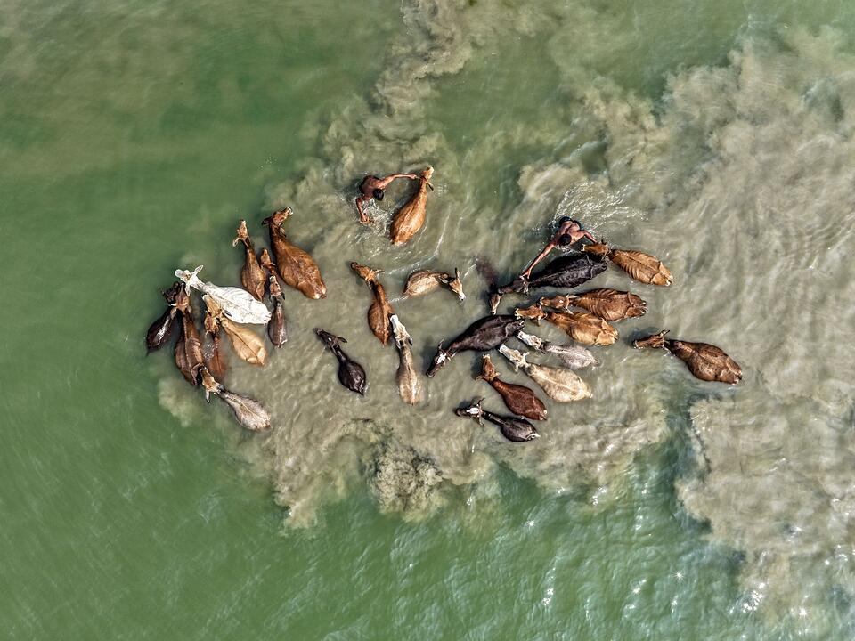 Viehhaltung in Bangladesch