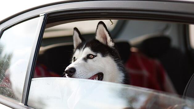 Auch f&uuml;r Tiere ist eine Urlaubsreise aufregend.