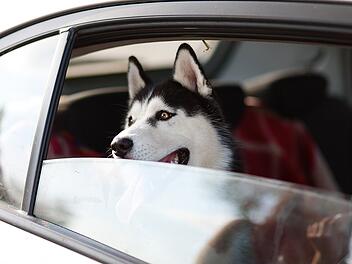 Auch für Tiere ist eine Urlaubsreise aufregend.