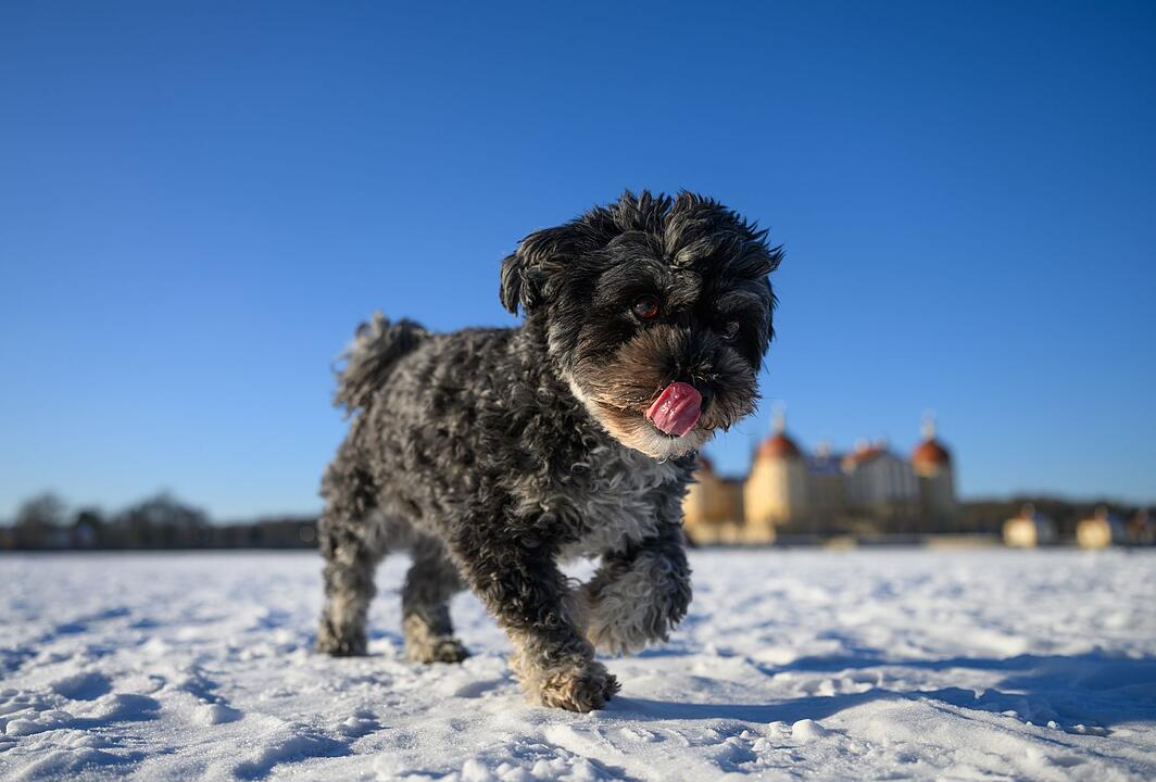 Schnee in Moritzburg