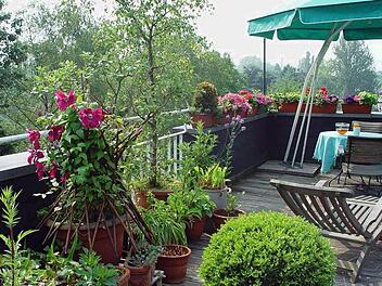 Regelmäßiges Gießen ist auf der Dachterrasse Pflicht Foto: BGL