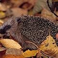 Igel stehen unter strengem Artenschutz und dürfen nicht mit nach Hause genommen werden. Symbolbild: NABU, Bernd Kunz