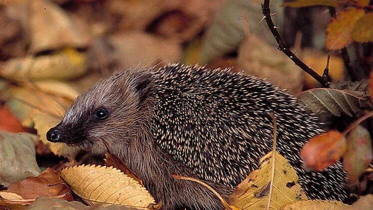Igel stehen unter strengem Artenschutz und dürfen nicht mit nach Hause genommen werden. Symbolbild: NABU, Bernd Kunz