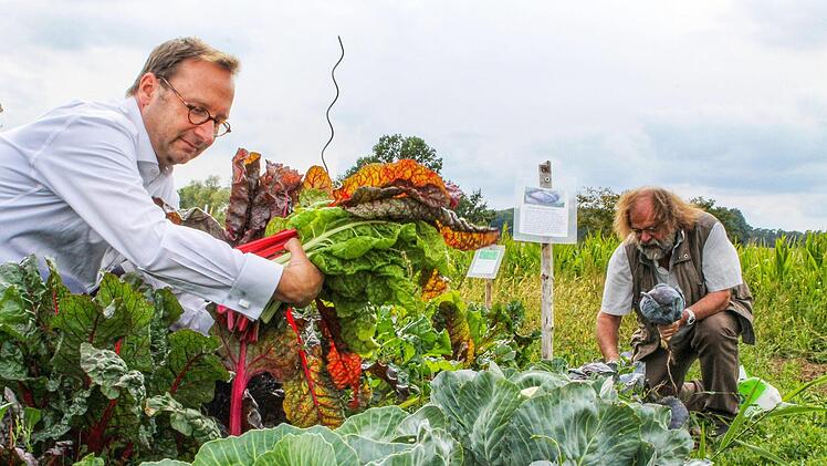 Üppig und gesund: Oliver Kunkel (links) und Thomas Heller ernten auf dem gemeinsamen Gemüsefeld bei Horhausen Mangold und Rotkohl. Foto: Teresa Hirschberg