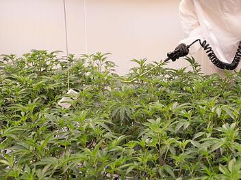 Bamberger Cannabis-Club erhält Erlaubnis für Anbau - "haben’s geschafft"