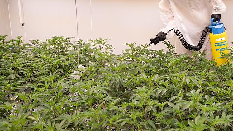 Bamberger Cannabis-Anbauverein erhält Zulassung - "haben’s geschafft"
