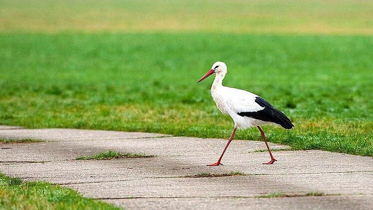 Foto: Hans-Peter Schönecker