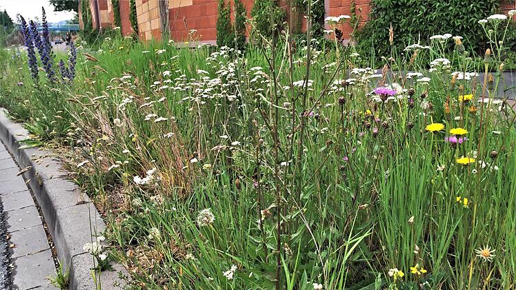 Mehr Lebensraum für Insekten in der Stadt: Wildblumen-Grünstreifen am Ostring. Peter Borst