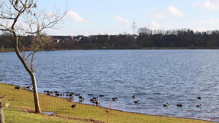 Der Gänsezaun am Naherholungsgebiet Oberauhof scheint zu funktionieren. Er hält die Enten von den Wiesen fern. Trotzdem fordert Architekt Hermann Hugel, der die Aufstellung des Zaunes angeregt hat, jetzt, dass der Zaun abmontiert wird und erst im Frühling wieder aufgestellt wird. Foto: Sonja Adam