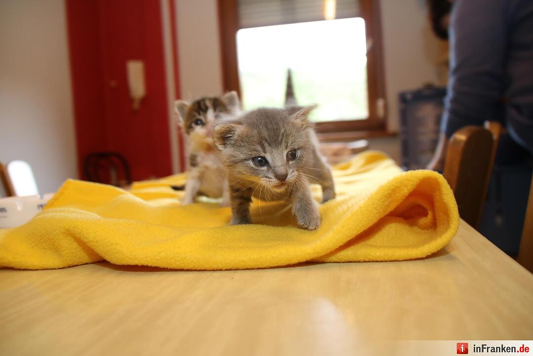 Der  Herbst bringt den Katzenblues in Unterfranken