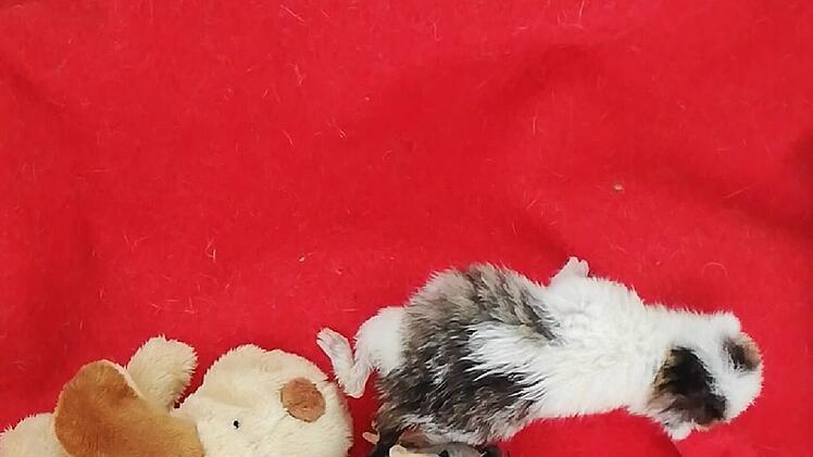 Katzenhilfe Würzburg schildert dramatischen Gartenfund - "zerreißt einem das Herz"