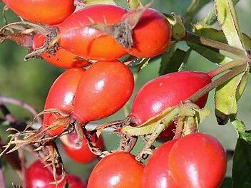 In Wildecken und Gärten leuchten zurzeit in besonders großer Anzahl Hagebutten, die Früchte der Rosen.Bild: Jupp Schröder