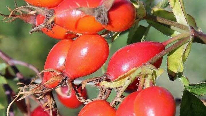 In Wildecken und Gärten leuchten zurzeit in besonders großer Anzahl Hagebutten, die Früchte der Rosen.Bild: Jupp Schröder