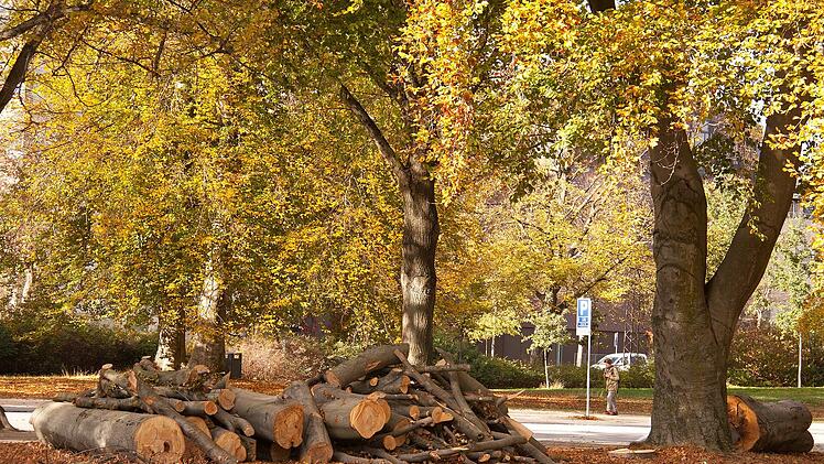 Bad Kissingen: Umfangreiche Verkehrssicherung - Wege und Staatsstraße im Kaskadental gesperrt