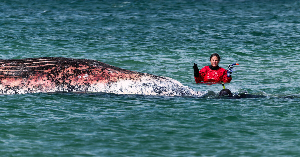 Dead humpback whale off Denmark: Is it 'Timmy'?