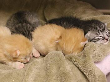 Katzenjunge bei Bendorf ausgesetzt: Besitzer hat gegen Tierschutzgesetz verstoßen. (Symbolbild)