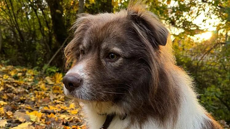 Tierheim Bamberg gibt Update zu "originell aussehendem Rudi" Hund Rudi aus dem