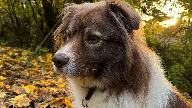 Tierheim Bamberg gibt Update zu "originell aussehendem Rudi" Hund Rudi aus dem