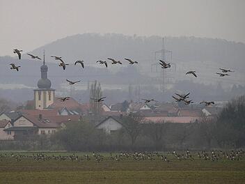Am Boden und in der Luft: Hunderte von Gänsen bevölkern die Seen und Fluren der Gemeinde Sand.  Foto: René Ruprecht