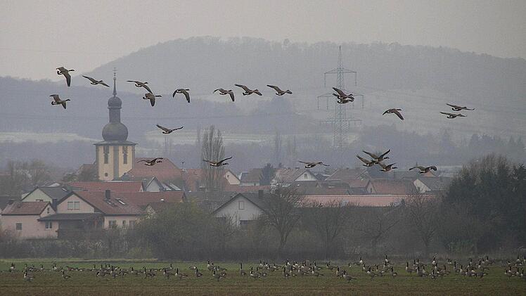 Am Boden und in der Luft: Hunderte von Gänsen bevölkern die Seen und Fluren der Gemeinde Sand.  Foto: René Ruprecht