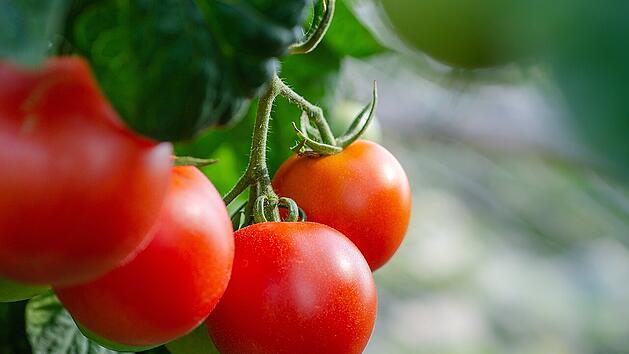 Tomaten im K&uuml;bel: Gartenakademie gibt Tipps f&uuml;r den erfolgreichen Anbau