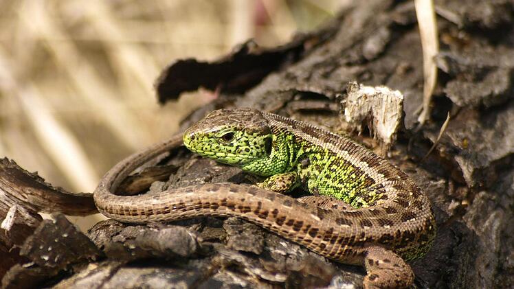 Zauneidechse Foto: Petra Altrichter