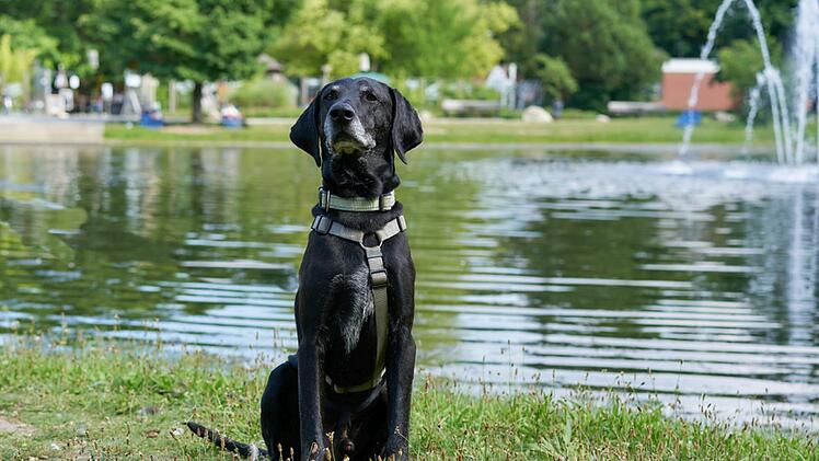 Tierhilfe Franken schildert "trauriges Schicksal": Hund Walter harrt tagelang neben totem Herrchen aus