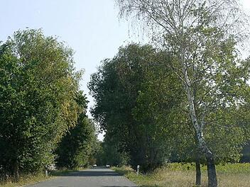 An der Straße zwischen Buch und Poppenwind haben Birken schon ihre Blätter abgeworfen. Foto: Pauline Lindner