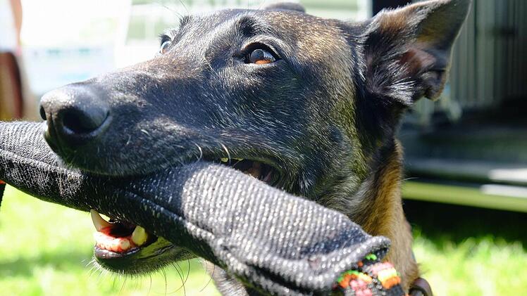 Schäferhund Angie sucht nach Sprengstoff und Drogen. Foto: Gerd Schaar