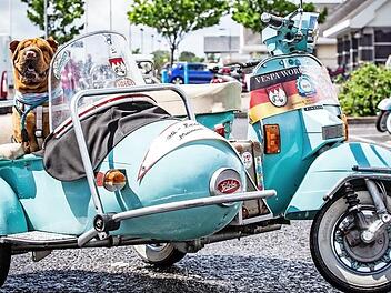 Hund Mia im Beiwagen von Michael Auers Vespa. Das Gespann wurde bei den "Vespa World Days" mit dem "Best Of Show Award" ausgezeichnet. Foto: privat