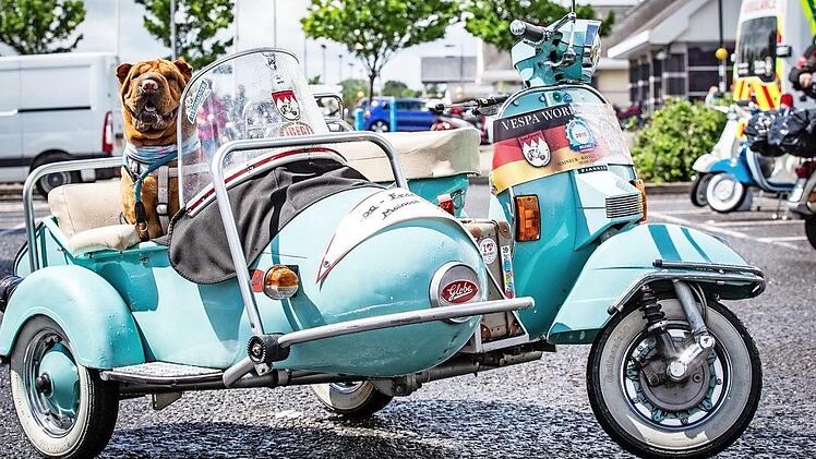 Hund Mia im Beiwagen von Michael Auers Vespa. Das Gespann wurde bei den "Vespa World Days" mit dem "Best Of Show Award" ausgezeichnet. Foto: privat